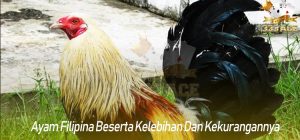 Ayam Filipina Beserta Kelebihan Dan Kekurangannnya