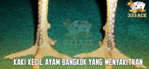 Kaki Kecil Ayam Bangkok Yang Menyakitkan