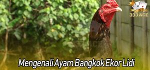 Mengenali Ayam Bangkok Ekor Lidi