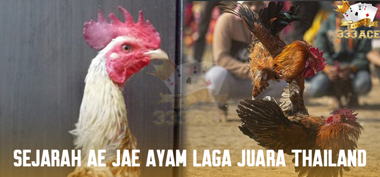 Sejarah AE JAE Ayam Laga Juara Thailand