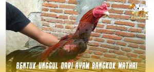 Bentuk Unggul Dari Ayam Bangkok Mathai