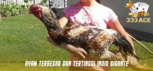 Ayam Terbesar Dan Tertinggi Indio Gigante