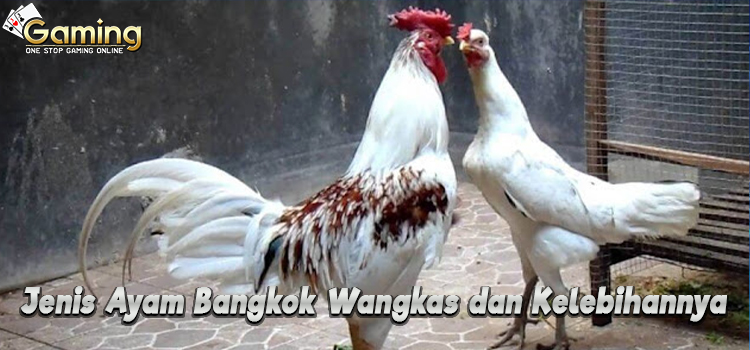 Jenis Ayam Bangkok Wangkas dan Kelebihannya